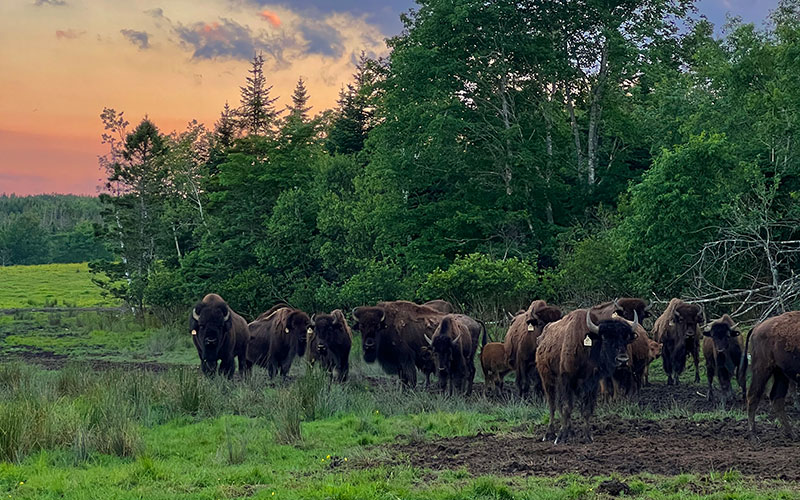 Bison Sunset Walk