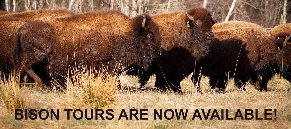 Bison Tours