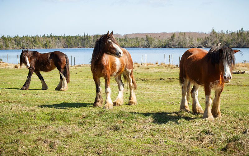Clydesdale Connection & Healing Session
