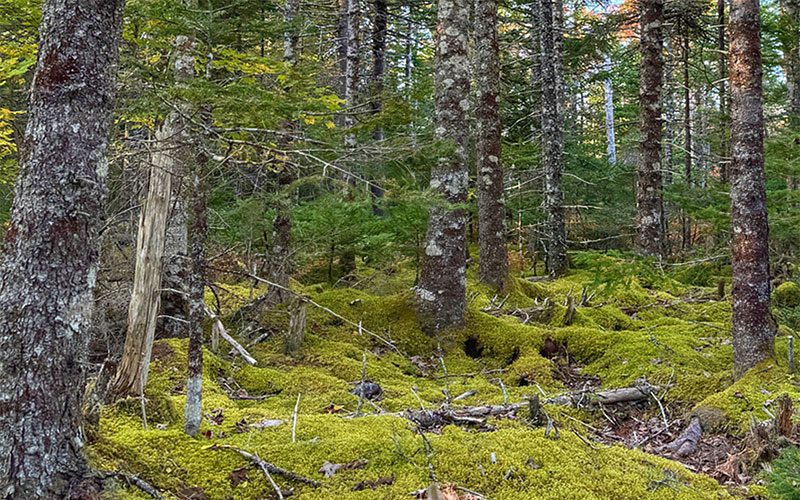 Reconnecting with Nature’s Rythm