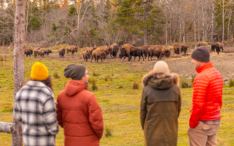 Spirit of the Bison Walk