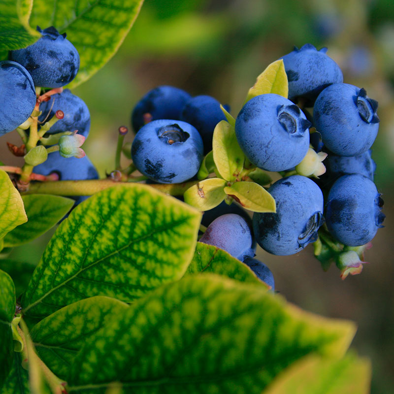 Wild Blueberries